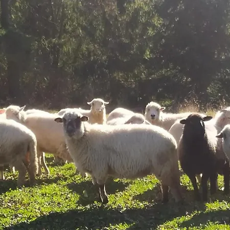 Dom Na Pawlikach Chalet *