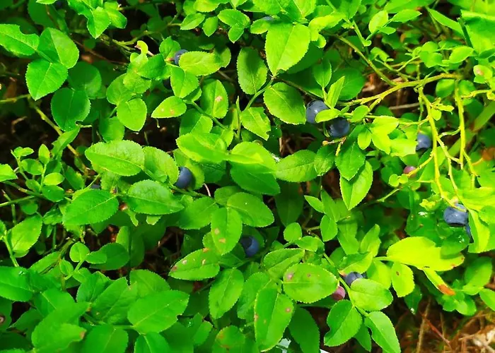 Dom Na Pawlikach Chalet *