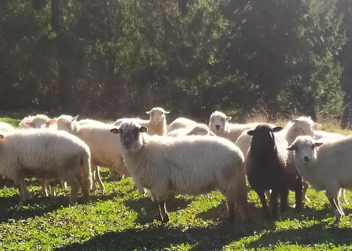 Dom Na Pawlikach Chalet *